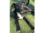 Adopt Cameron a Black Border Collie / Golden Retriever / Mixed (short coat) dog