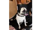 Adopt Heidi Girl a Tan/Yellow/Fawn - with Black Beagle / Pug / Mixed dog in Dana