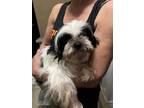 Adopt Luna a White - with Black Shih Tzu / Mixed dog in Dana Point