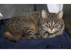 Adopt Miss Daisy (Spayed) a Brown Tabby Domestic Shorthair (short coat) cat in