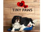 Adopt Ruby a Tricolor (Tan/Brown & Black & White) Cavalier King Charles Spaniel