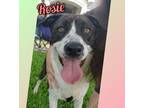 Adopt Rosie a White - with Black Mixed Breed (Medium) / Australian Cattle Dog /
