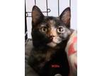 Adopt Willa a Tortoiseshell Domestic Shorthair (short coat) cat in Colfax