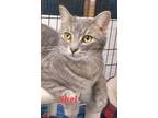 Adopt Shel Silverstone a Gray, Blue or Silver Tabby Domestic Shorthair (short