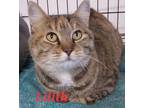Adopt Lilith a Calico or Dilute Calico Domestic Shorthair (short coat) cat in