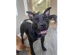 Adopt Ebony a Black Mixed Breed (Medium) / American Staffordshire Terrier /