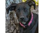 Adopt Daisy a Black Labrador Retriever / Boxer / Mixed dog in Hartford
