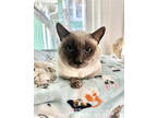 Adopt Lochlan a Cream or Ivory Siamese / Mixed Breed (Medium) / Mixed (short