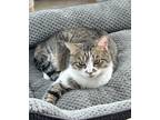 Adopt Wilson a Brown Tabby Tabby (short coat) cat in West Newton, PA (40976838)