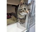 Adopt Tom a Brown Tabby Polydactyl/Hemingway / Mixed (short coat) cat in