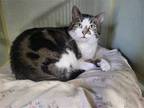 Adopt Larry a Brown Tabby American Shorthair / Mixed (short coat) cat in
