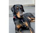 Adopt Dreadnaught a Black - with Tan, Yellow or Fawn Doberman Pinscher / Mixed