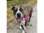 Adopt Violet a Brindle - with White American Staffordshire Terrier / American