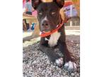 Adopt Oliver a Black Staffordshire Bull Terrier / Mixed dog in Oklahoma City