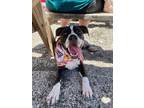 Adopt Olivia a Black - with White Staffordshire Bull Terrier / Mixed dog in