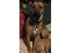 Adopt Loki a Tricolor (Tan/Brown & Black & White) Rhodesian Ridgeback / Mixed