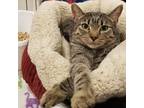 Adopt Penelope Pussycat a Brown Tabby Domestic Shorthair (short coat) cat in