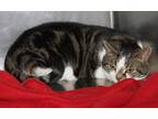 Adopt Lyla (In Foster Care) a Brown Tabby Domestic Shorthair (short coat) cat in