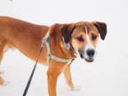 Adopt Toby 2 a Tan/Yellow/Fawn - with White Anatolian Shepherd / St.