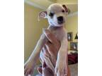 Adopt Peanut a White Boxer / Labrador Retriever / Mixed dog in Denton