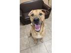 Adopt Otis a Brindle Golden Retriever / Mixed Breed (Medium) / Mixed (short