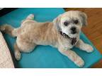 Adopt Bentley a Tan/Yellow/Fawn - with White Shih Tzu / Shih Poo / Mixed dog in