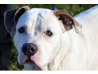 Adopt Clarence a White - with Brown or Chocolate Mixed Breed (Large) / Mixed dog