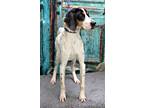 Adopt John Wayne a Tricolor (Tan/Brown & Black & White) Treeing Walker Coonhound
