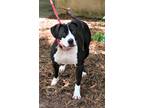 Adopt Felicity a Black - with White American Pit Bull Terrier / Mixed dog in