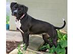 Adopt Fanny a Black - with White American Pit Bull Terrier / Mixed dog in