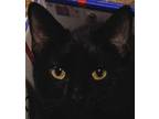Adopt Cupcake a All Black Bombay (short coat) cat in Frederick, MD (40975609)