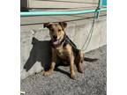 Adopt Mowgli a Black - with Tan, Yellow or Fawn German Shepherd Dog / Mixed dog