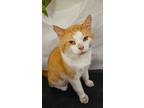 Adopt Tank a Orange or Red Tabby American Shorthair (short coat) cat in