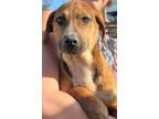 Adopt Louise a Mountain Cur / Terrier (Unknown Type, Small) / Mixed dog in El