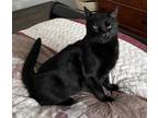 Adopt Cleo a All Black American Shorthair (short coat) cat in Ash, NC (40975139)