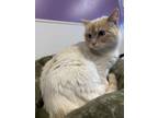 Adopt Arlowe a Cream or Ivory Siamese / Mixed Breed (Medium) / Mixed (short
