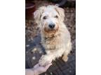 Adopt Arya a Tan/Yellow/Fawn - with White Goldendoodle / Terrier (Unknown Type