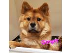 Adopt Ginger a Red/Golden/Orange/Chestnut Chow Chow / Mixed dog in Houston