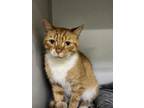 Adopt Russell a Orange or Red Tabby Domestic Shorthair (short coat) cat in