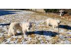 Adopt Lambert a White Golden Retriever / Mixed dog in Evergreen, CO (40974767)