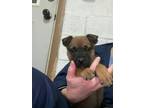Adopt Banjo a Brown/Chocolate - with Black German Shepherd Dog / Black Mouth Cur