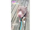 Adopt Dino a Gray/Blue/Silver/Salt & Pepper American Staffordshire Terrier /