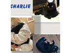 Adopt Charlie a All Black American Shorthair / Mixed (long coat) cat in