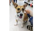 Adopt Milo a Tricolor (Tan/Brown & Black & White) Fox Terrier (Toy) / Boxer /
