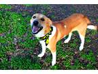 Adopt Willow a Tan/Yellow/Fawn - with White Collie / Mixed Breed (Medium) /