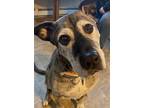 Adopt Rocky - Courtesy Listing a Plott Hound / Mixed dog in Thomaston