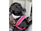 Adopt Remi a Black - with White Labrador Retriever / Pit Bull Terrier / Mixed