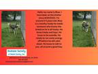 Adopt Blue a Husky / Mixed dog in Kendallville, IN (40084090)