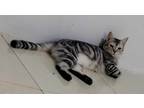 Adopt Gold and Masa a Spotted Tabby/Leopard Spotted Egyptian Mau (short coat)
