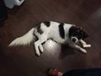 Adopt Buddy Boy a Great Pyrenees / Mixed dog in Bloomington, IN (40725727)